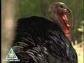 Gobblers