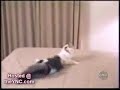 cats with attitudes