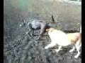 videos de Buddy checks out possible playdate options