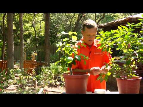 how to grow hibiscus plant