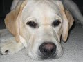 Labrador Retriever Brothers Ben & Tegan