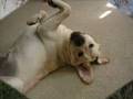 Labrador Retriever video