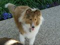 The Most Adorable Sheltie