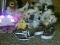 When shoes attack stuffed animals!!!! Part 1 When shoes attack stuffed animals!!!! Part 1