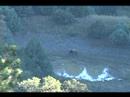 Bear Canyon 6x6 Bull Elk