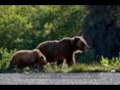 Learn what's happening to the Boreal Forest thanks to Kimberly-Clark.