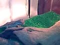 Yoshi la pogona 2