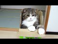 箱とねこ９。-a Box And Maru 9.