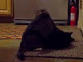 Fat boy wins the fight