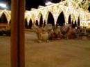 Plant� fallas 2007