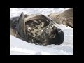 IPY-CAML-Polarstern Voyage 2006-2007: Resting Weddell Seals