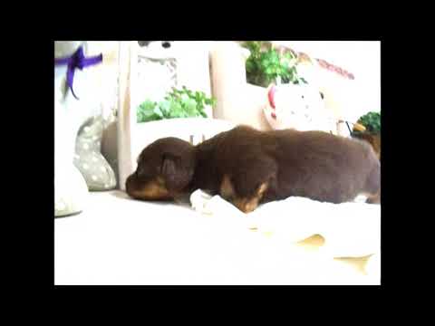 YouTube Preview Image