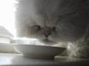 Bebei drinking yogurt Bebei drinking yogurt