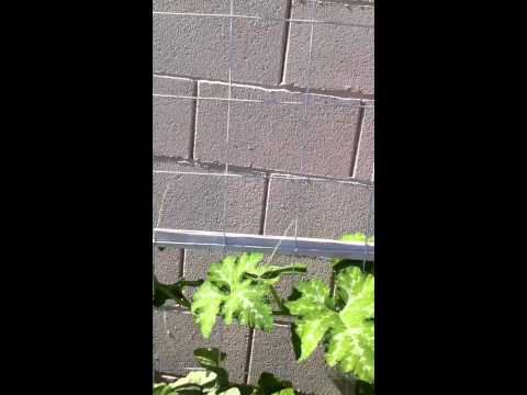 how to self pollinate