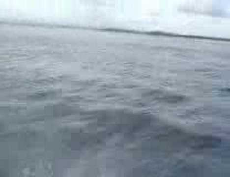 Playing with Dolphins at Jervis Bay