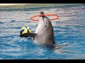 Troy Aqua & Dolphinarium