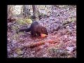 Fisher feeding on Suet Fisher feeding on Suet