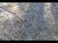 videos de How to ID Nyssa sylvatica