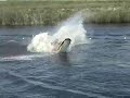 Jetski Stunts and Drag Race at Riva Hydrodrags