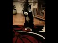 Mad cat coco