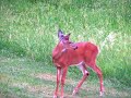 Baby Buck Growing Up Baby Buck Growing Up