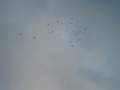 midges above my head