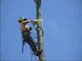 Tree top gaffing wild ride hang on tightly Tree top gaffing wild ride hang on tightly