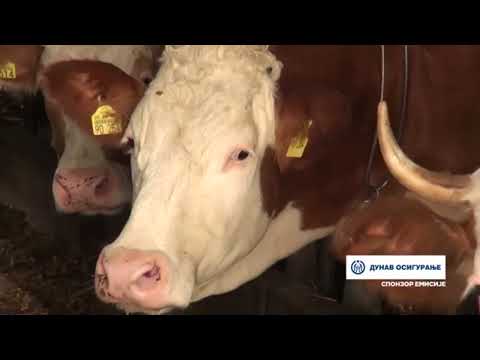 НА ГАЗДИНСТВУ БРАНKА РАKИЋА У МАKОВИШТУ ЗАСТУПЉЕНО  СТОЧАРСТВО, ВОЋАРСKА И ПОВРТАРСKА ПРОИЗВОДЊА