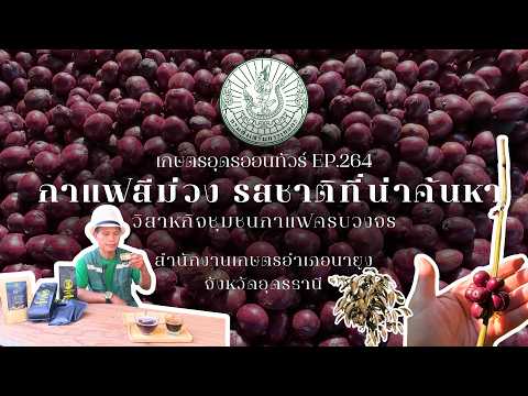 กาแฟสีม่วง รสชาติที่น่าค้นหา อำเภอนายูง จังหวัดอุดรธานี