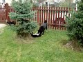 Brona playing with Mori and his brothers