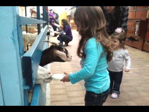 Alessia & Michela feeding the goat