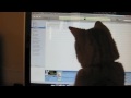 Kitty Computer Games