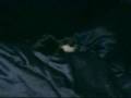 Cat vs Dog