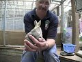 Baby Pygmy Rabbits, At The Oregon Zoo! Baby Pygmy Rabbits, At The Oregon Zoo!