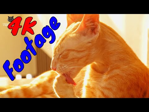 Những Cảnh Quay Đẹp Chất Lượng 4K Về Hoàng Thượng Mèo Tập 7