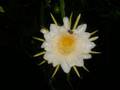 videos de EL JARDIN. JESUS A. ROMERO (PITAHAYA)