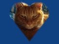 The Cats Of Warriors Avalanche Tribute
