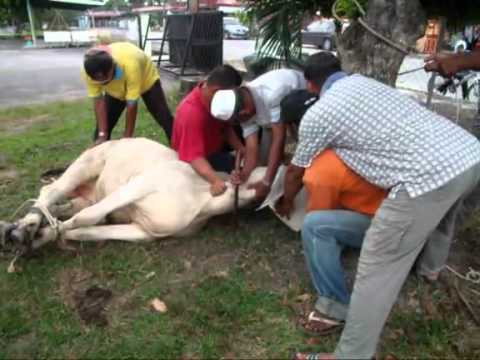 sembelih lembu - korban adalah tanda kita bersyukur pada ALLAH, letakkan nilai kemanusiaan pada haiwan yang ingin dikorbankan pasti ALLAH melihat pada keikhlasan pada hati kamu.