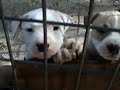 GAMEDAWG-INC GAMEDAWG-INC