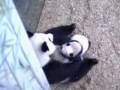After the Fall - Lun Lun and AJ 12-26-08