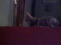 Sphynx Feline Gatitos jugando