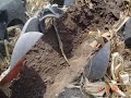 Dawn Strip Till