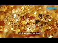 Chiêm ngưỡng cây mai mạ vàng lớn nhất Việt Nam trị giá 6 tỉ đồng