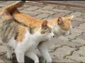 Your Daily Awws Part 2.mp4 Your Daily Awws Part 2.mp4