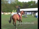 stallions:hips dont lie