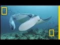 Feeding Frenzy: Manta Rays in the Maldives