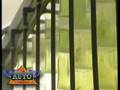 Video: Algae: Truly Green Solution to the World's Energy Problem [TheAutoChannel on YouTube]