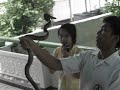 HTGL part 3 of 7: Thailand (Bangkok, Chiang Mai elephants)