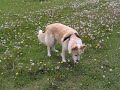 Charlie eating dandelions