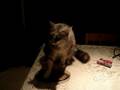 videos de Pola 4
